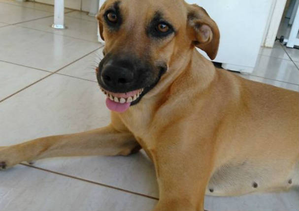 Perrita encuentra dentadura enterrada y ahora es su nueva sonrisa