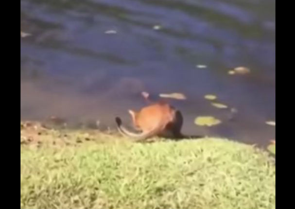 YouTube: Gato bebía agua y de la nada pasó esto