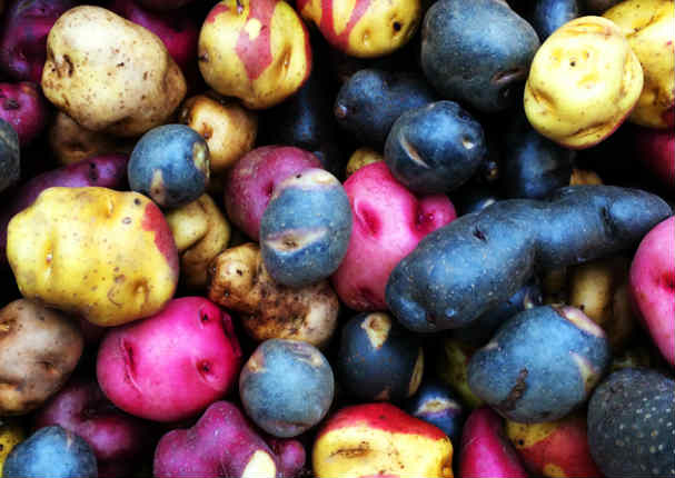 VIII Festival de Papa Nativa: Conoce la variedad que tenemos en Perú