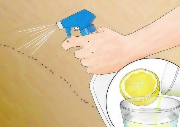 ¡Efectivo! Elimina las hormigas de tu hogar con limón