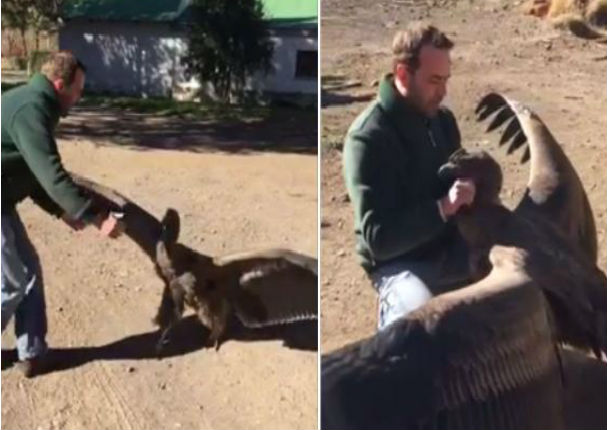 Facebook: Hombre le salva la vida y cóndor lo recibe con emotivo saludo - VIDEO