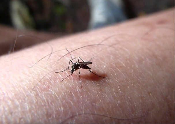 Un día como hoy se conoció qué mosquito transmitía la fiebre amarilla