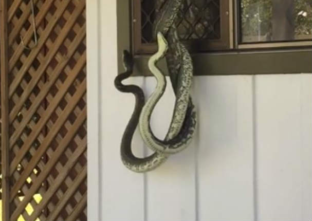 Pelea de pitones se viraliza por este tierno motivo (VIDEO)