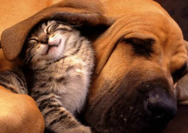 Mascota: Las 7 cosas que deben de haber en su mochila de emergencia