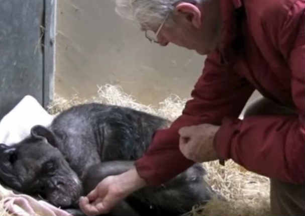 Chimpancé sin ganas de vivir reacciona así cuando ve a su amigo - VIDEO