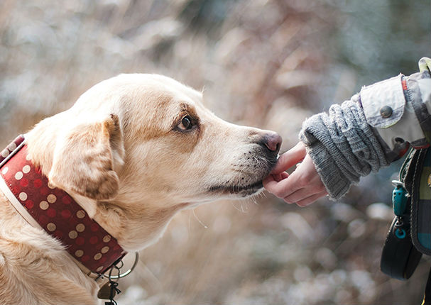 5 consejos para adoptar un perro