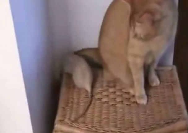 Viral: ¿Dos ratas y un gato pueden ser mejores amigos?