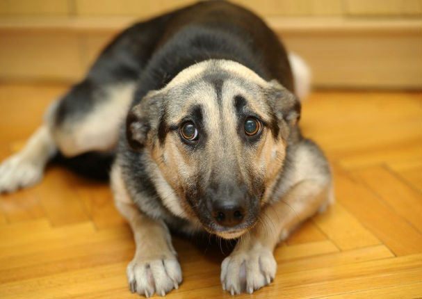 Sigue estos consejos para calmar a tu mascota durante los fuegos artificiales