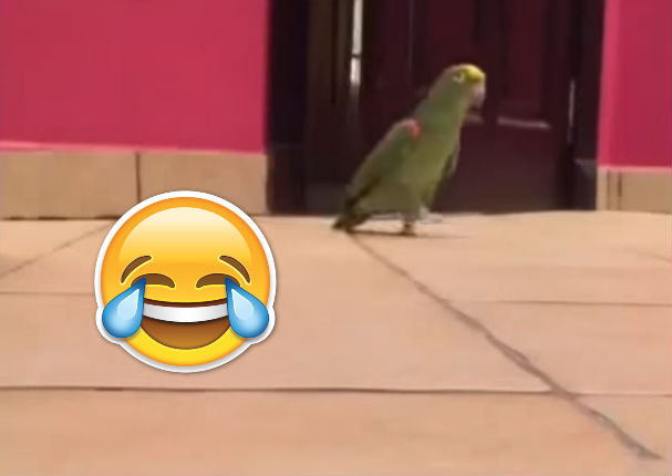 Viral: Escucha la risa 'maligna' de esta ave (VIDEO)
