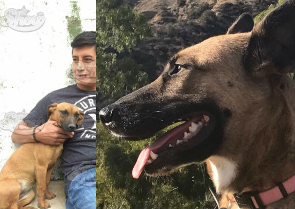 Usuarios desmienten a supuesto dueño de 'Wendy', 'la perrita de Hollywood' (FOTOS) Usuarios desmienten a supuesto dueño de 'Wendy', 'la perrita de Hollywood' (FOTOS)