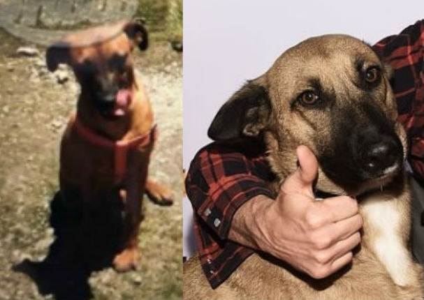 Usuarios desmienten a supuesto dueño de 'Wendy', 'la perrita de Hollywood' (FOTOS) Usuarios desmienten a supuesto dueño de 'Wendy', 'la perrita de Hollywood' (FOTOS)