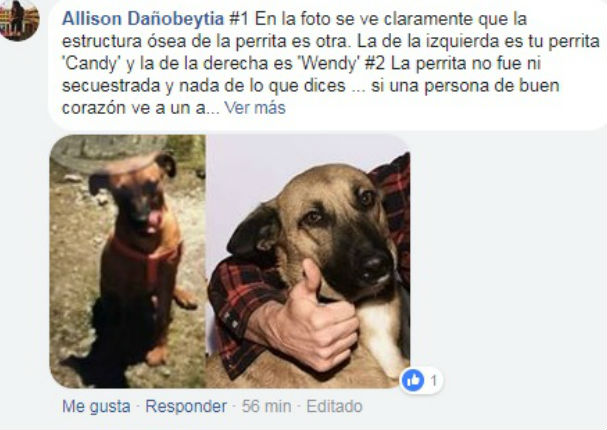 Usuarios desmienten a supuesto dueño de 'Wendy', 'la perrita de Hollywood' (FOTOS) Usuarios desmienten a supuesto dueño de 'Wendy', 'la perrita de Hollywood' (FOTOS)