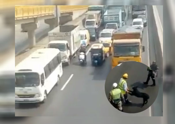 Facebook Viral: Policías detienen tránsito en Panamericana Norte para rescatar a 'perrito'