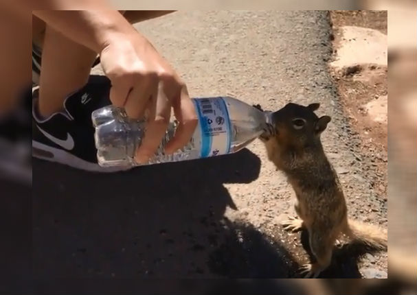 Turista da agua a ardilla sedienta y lo que ella hizo conmueve a todos (VIDEO)