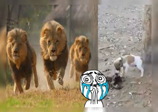 'Perrito' intentó robarse la comida de 3 leones y lo que pasó sorprendió a todos (VIDEO)