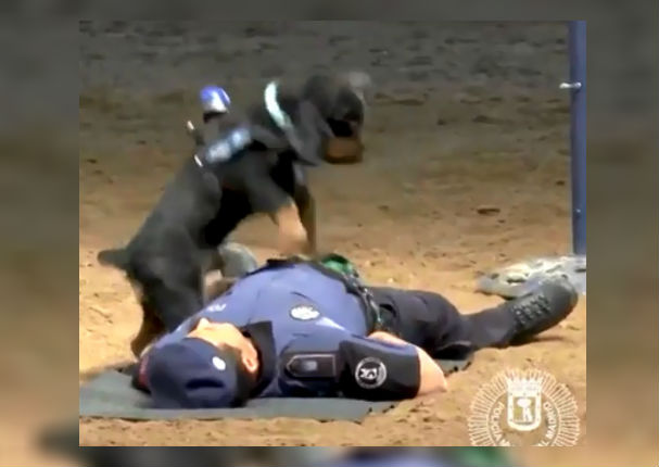 Viral: Perro le da primeros auxilios a policía y le 'salva la vida' (VIDEO)