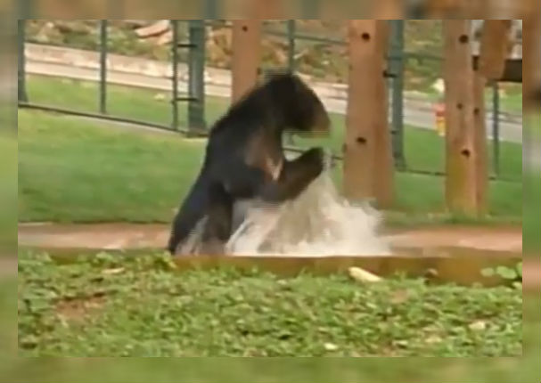 Facebook Viral: Oso celebra su libertad tras haber estado encerrado toda su vida (VIDEO)