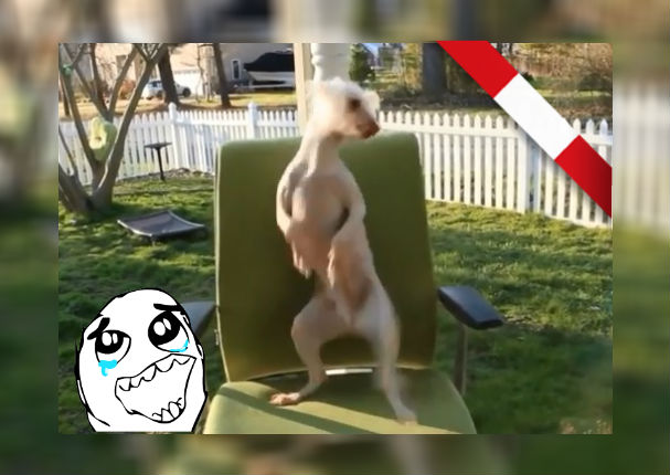 Perú Viral: Perro peruano baila festejo y es la sensación en Internet (VIDEO)