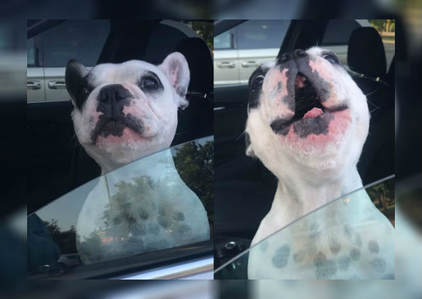 Youtube: Perrito sorprende a su dueña con inusual canto (VIDEO)