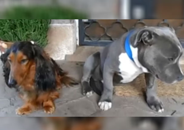 Youtube: Culpan a Pitbull de hacer una travesura y él reacciona así (VIDEO)