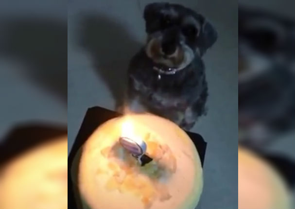 Facebook: Niña le canta 'Feliz cumpleaños' a su cachorro y se vuelve viral (VIDEO)