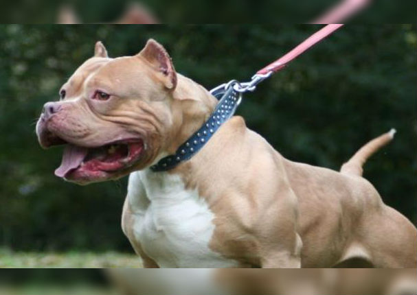 Pitbull destroza su bozal para rescatar a su dueña de violación