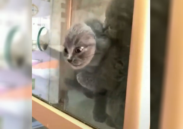 Instagram: Gatito intenta escapar por estrecho agujero y sucede esto (VIDEO)