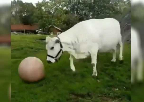 Facebook Viral: Vaca que juega fútbol se vuelve furor en redes sociales (VIDEO)