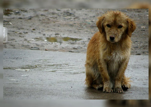 Por este motivo Holanda se convirtió en el primer país sin perros callejeros