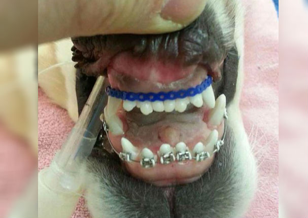 Golden Retriever con brackets causa ternura en redes (FOTOS)