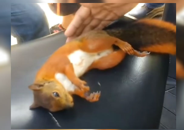 Encontraron a pequeña ardilla electrocutada y la revivieron así (VIDEO)