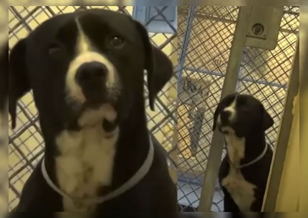 Viral: Mira la reacción de este perrito al descubrir que será adoptado (VIDEO)