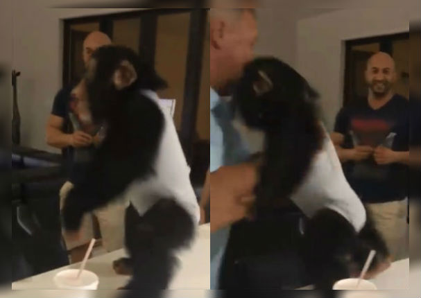 Veterinarios se reencuentran con el chimpancé que rescataron y esta fue su reacción (VIDEO)