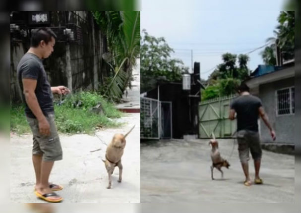 Perro discapacitado conmueve al mundo tras caminar en dos patas (VIDEO)