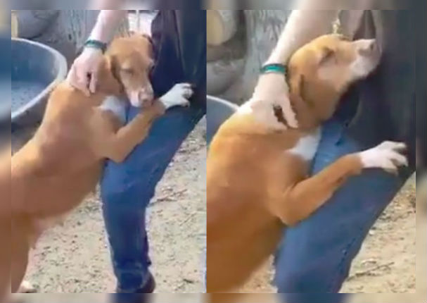 Facebook: Perro abandonado le suplica a un periodista que lo adopte (VIDEO)