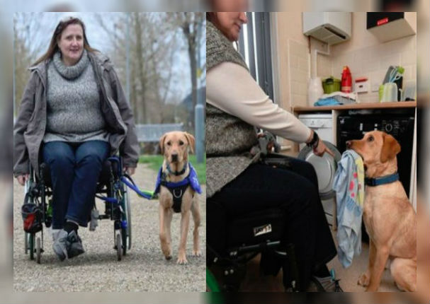 Perrito aprendió tareas domésticas para ayudar a su dueña en silla de ruedas