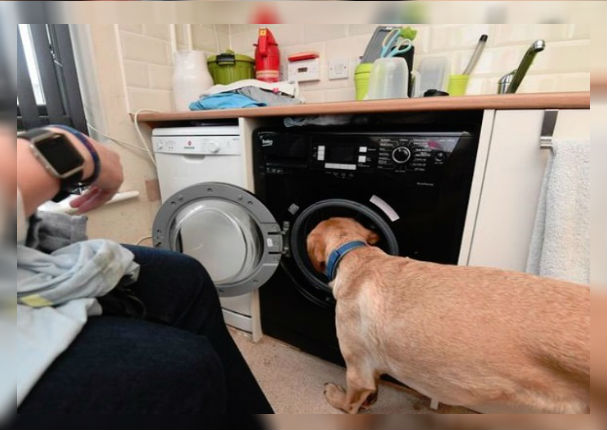 Perrito aprendió tareas domésticas para ayudar a su dueña en silla de ruedas