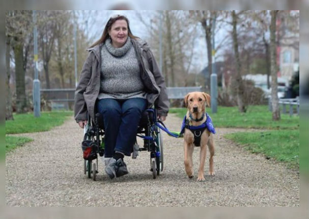 Perrito aprendió tareas domésticas para ayudar a su dueña en silla de ruedas