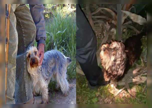 Perrito ladró más de 8 horas para avisar que su dueño se había caído a un barranco