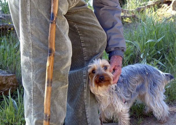 Perrito ladró más de 8 horas para avisar que su dueño se había caído a un barranco