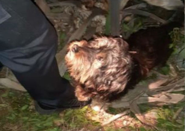 Perrito ladró más de 8 horas para avisar que su dueño se había caído a un barranco