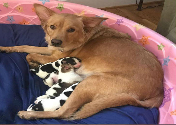 Perrita se niega aceptar el color de sus crías