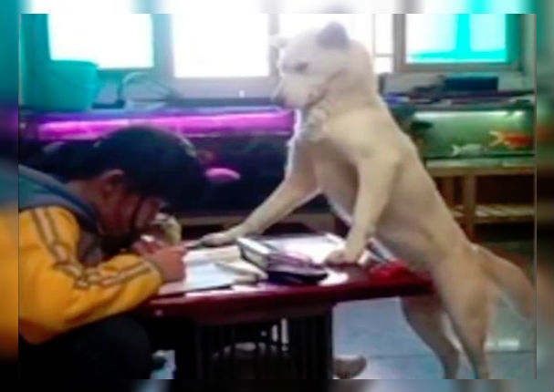 Perro no permite que niña revise su 'Facebook' mientras hace su tarea