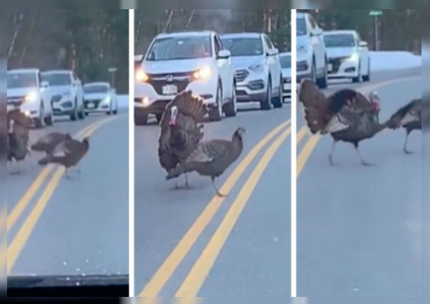 Pavo 'bloquea el tránsito' para hacer cruzar la pista a sus amigos