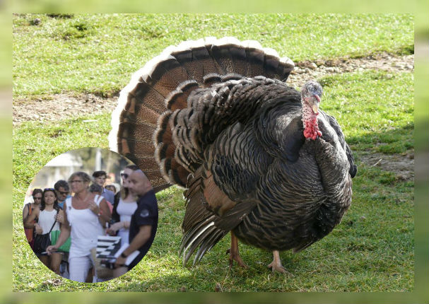 Pavo se descontrola y ataca a transeúntes que pasan por su lado