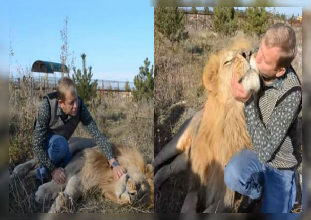 León finge su muerte para llamar la atención de su cuidador