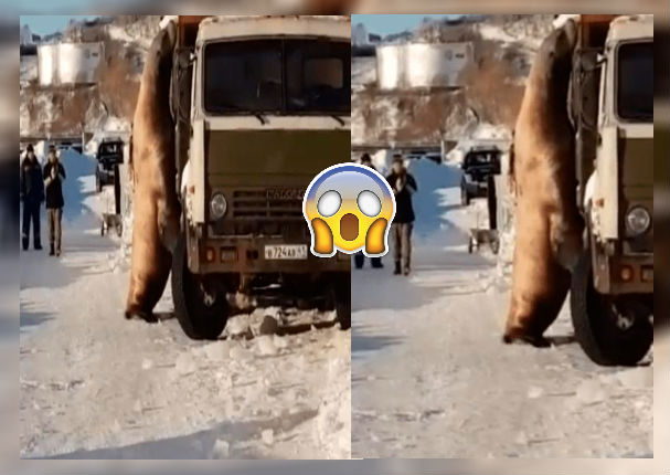 León marino hace dormir a conductores para 'robar' toneladas de pescados (VIDEO)