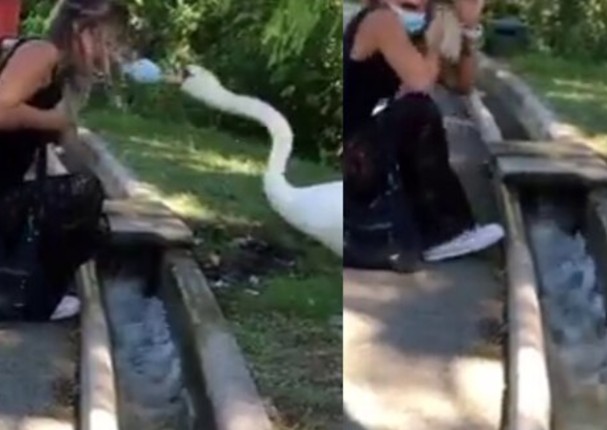 Cisne coloca la mascarilla de forma adecuada a mujer