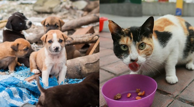 Ley Cuatro Patas: Perros y gatos serán esterilizados por el Estado