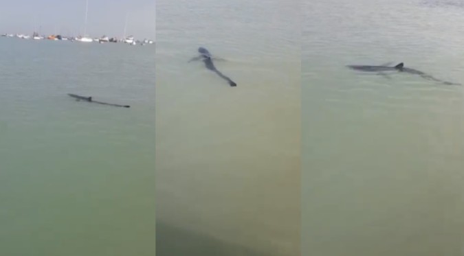 La Punta: Presencia de tiburón en el mar alerta a bañistas | FOTOS